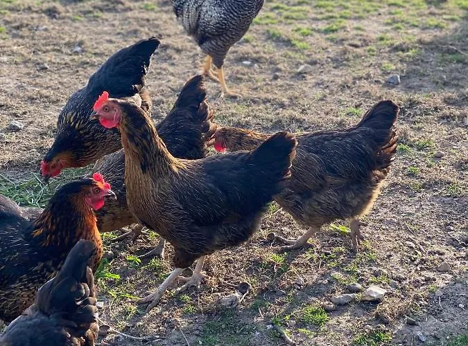 Spreewald بيت للعطل *